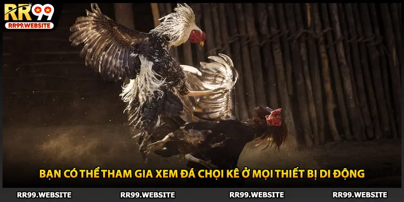 Bạn có thể tham gia xem đá chọi kê ở mọi thiết bị di động