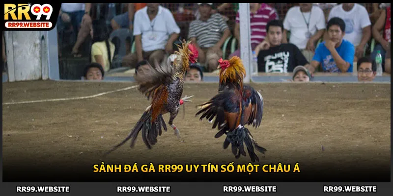 Sảnh đá gà RR99 uy tín số một châu Á