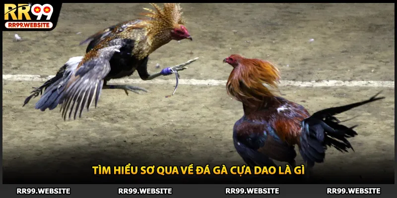 Tìm hiểu sơ qua về đá gà cựa dao là gì