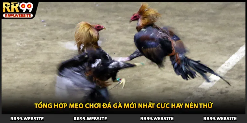 Tổng hợp mẹo chơi đá gà mới nhất cực hay nên thử