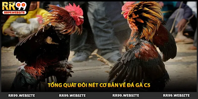 Tổng quát đôi nét cơ bản về đá gà C5