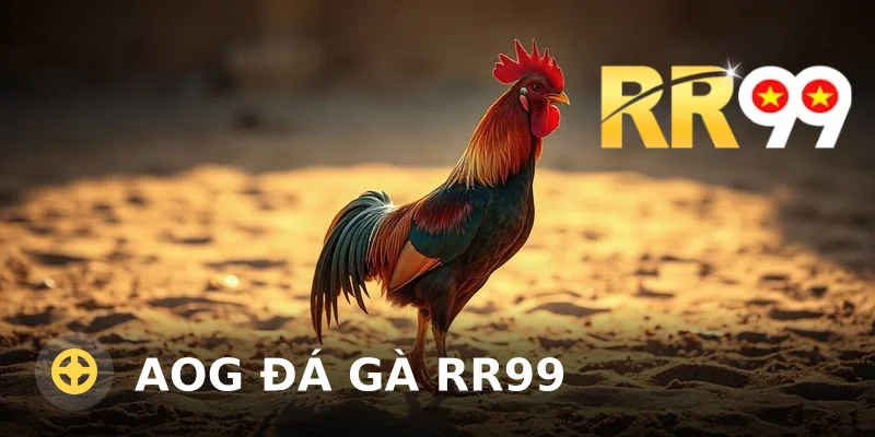 AOG đá gà RR99: Quy trình, lưu ý và kinh nghiệm