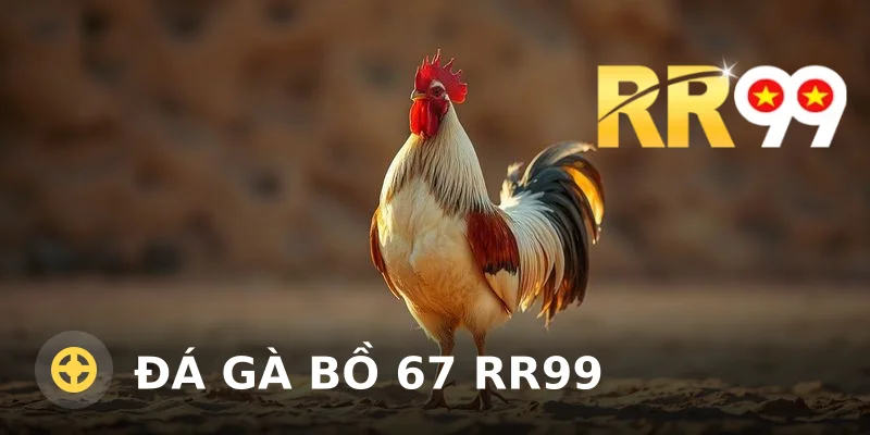 Đá Gà Bồ 67 RR99: Cẩm Nang Cá Cược Đầy Đủ Cho Người Mới