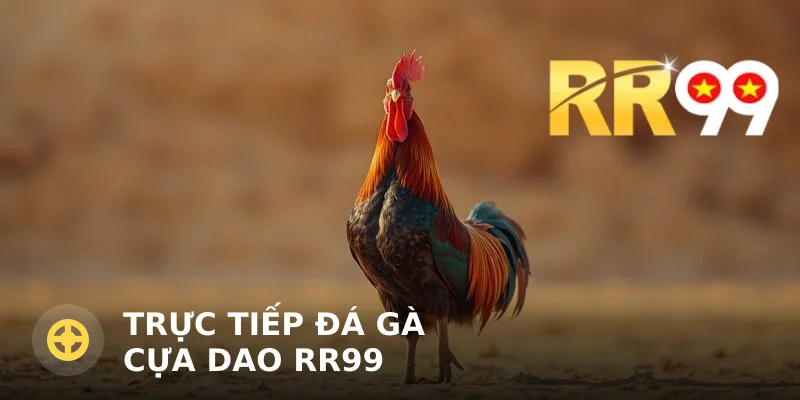 Trực tiếp đá gà cựa dao RR99 – Kinh nghiệm và luật chơi
